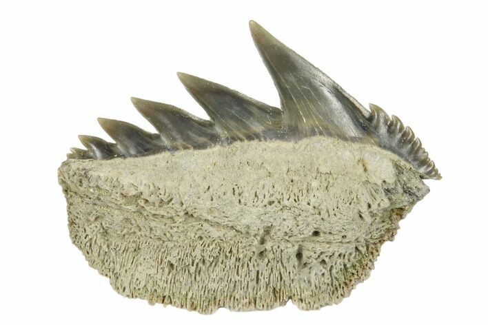 Fossil Cow Shark (Notorhynchus) Tooth - Aurora, NC #184329